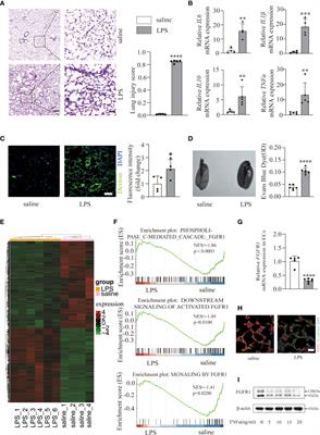 Deficiency of endothelial FGFR1 signaling via upregulation of ROCK2 activity aggravated ALI/ARDS